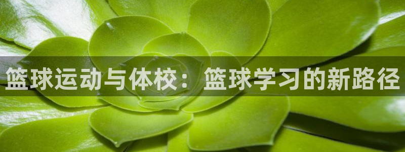 篮球运动与体校：篮球学习的新路径