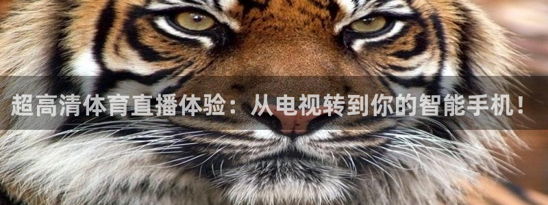 超高清体育直播体验：从电视转到你的智能手机！